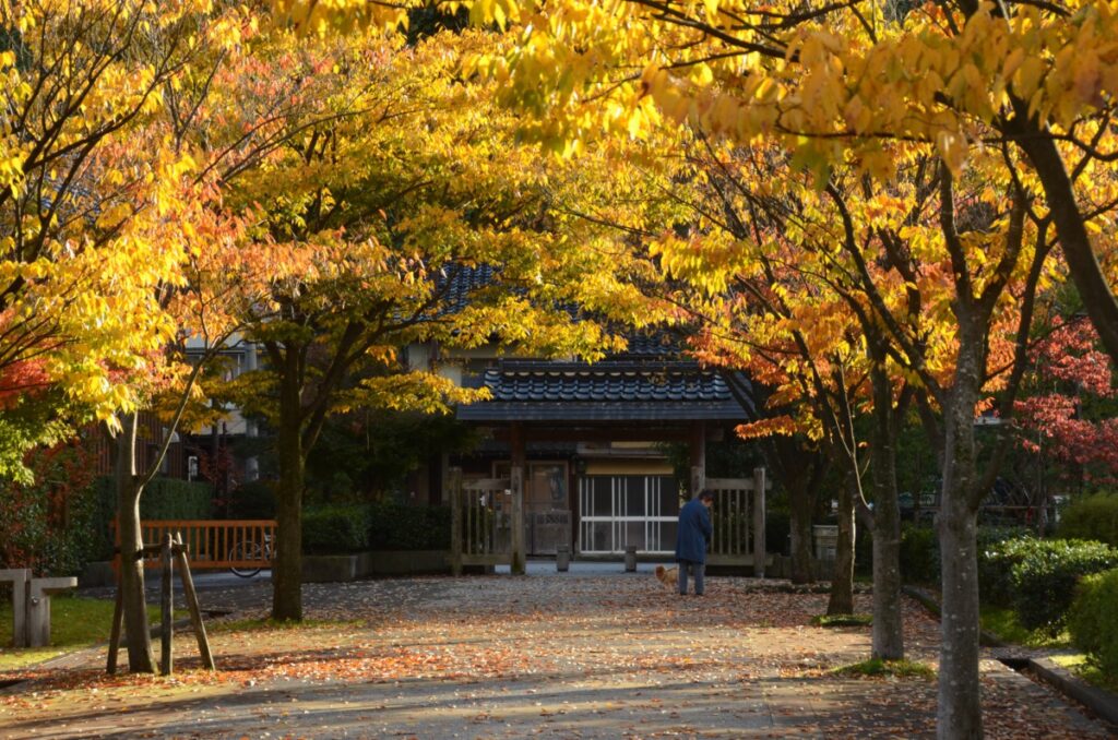 天神町緑地の紅葉