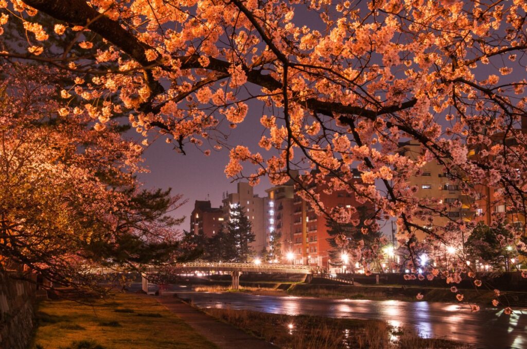 桜と浅野川