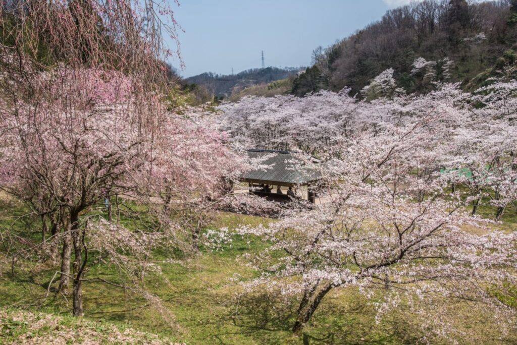 卯辰山400年の森の桜